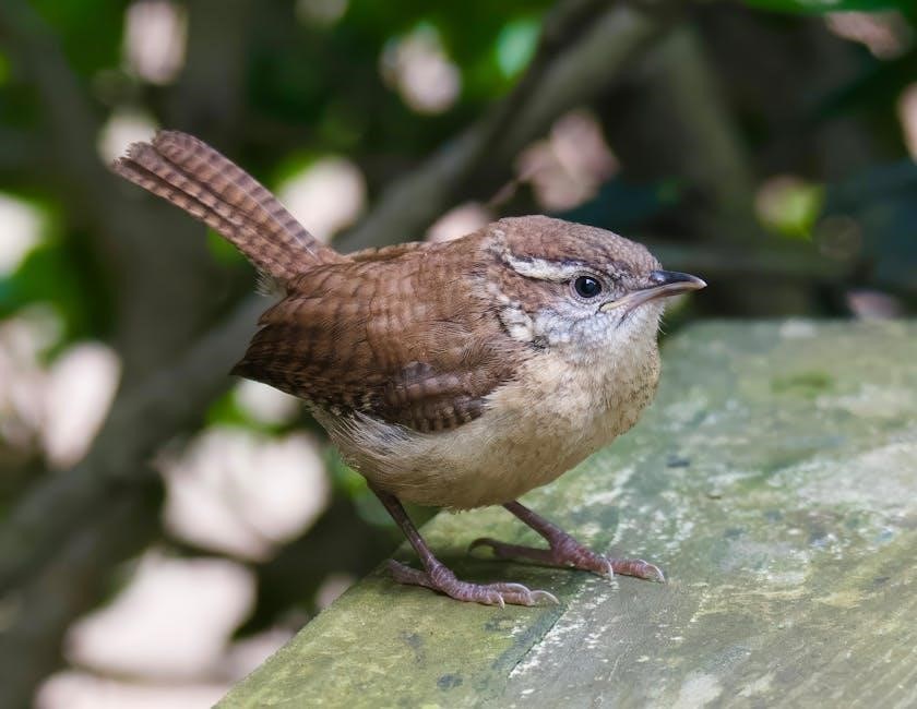 ulla johnson size guide